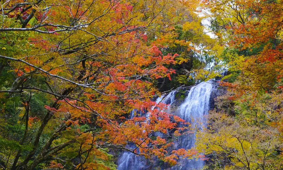 🏞️ 하얀 멧돼지 폭포(시라이노타키) 이미지 4
